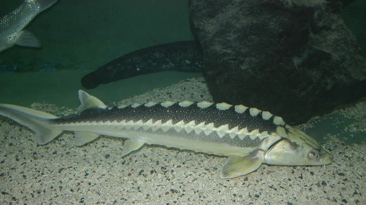 A sturgeon in the Batumi Aquarium display
