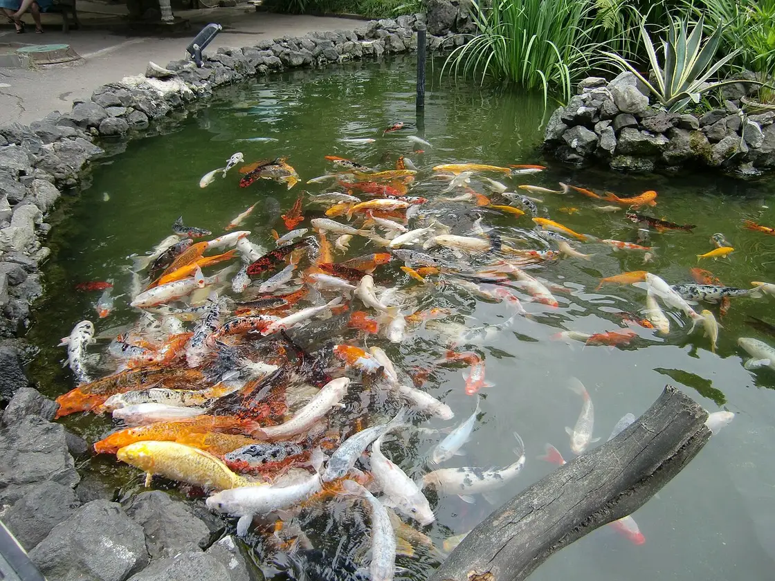 Koi carp in the Batumi Aquarium