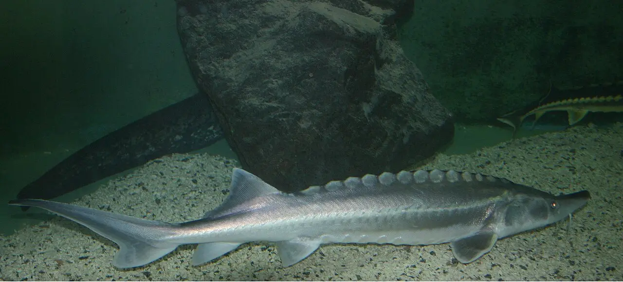 Sturgeons in a long tank at the Batumi Aquarium