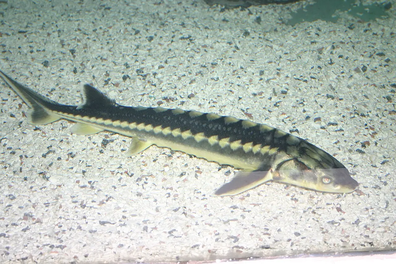 A sturgeon at the glass in the Batumi Aquarium