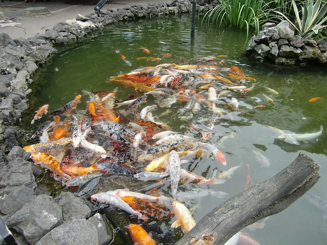 Koi carp in the Batumi Aquarium