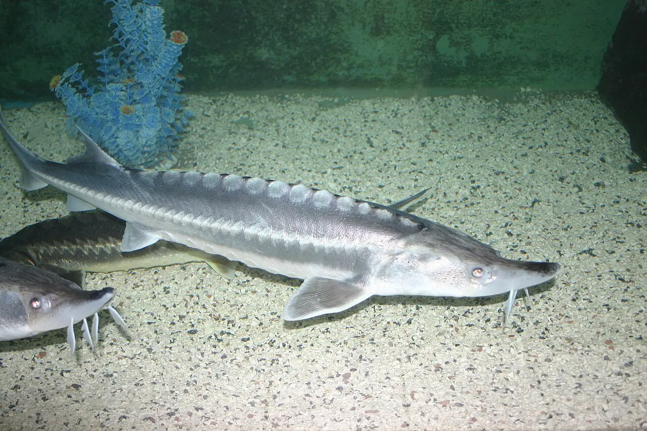 A sturgeon in the Batumi Aquarium exhibits