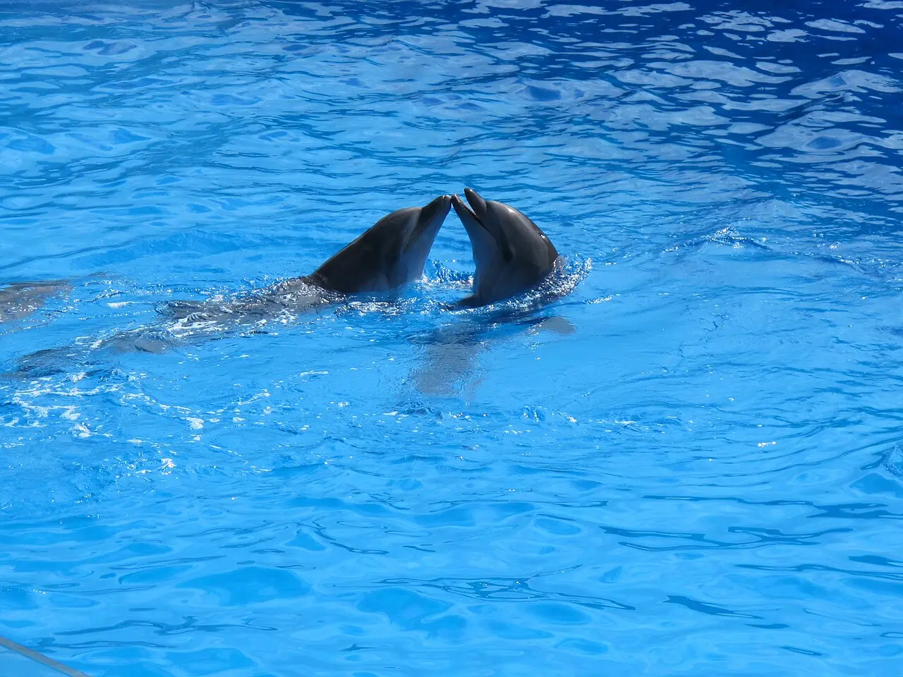 A dolphin and trainer during a show at the Batumi Dolphinarium