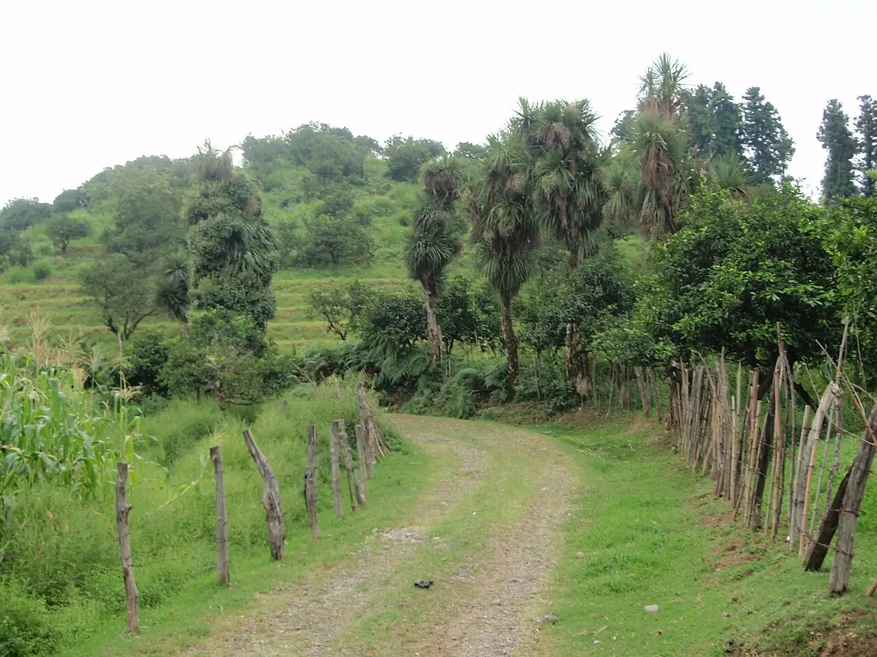 A country road in the Batumi area