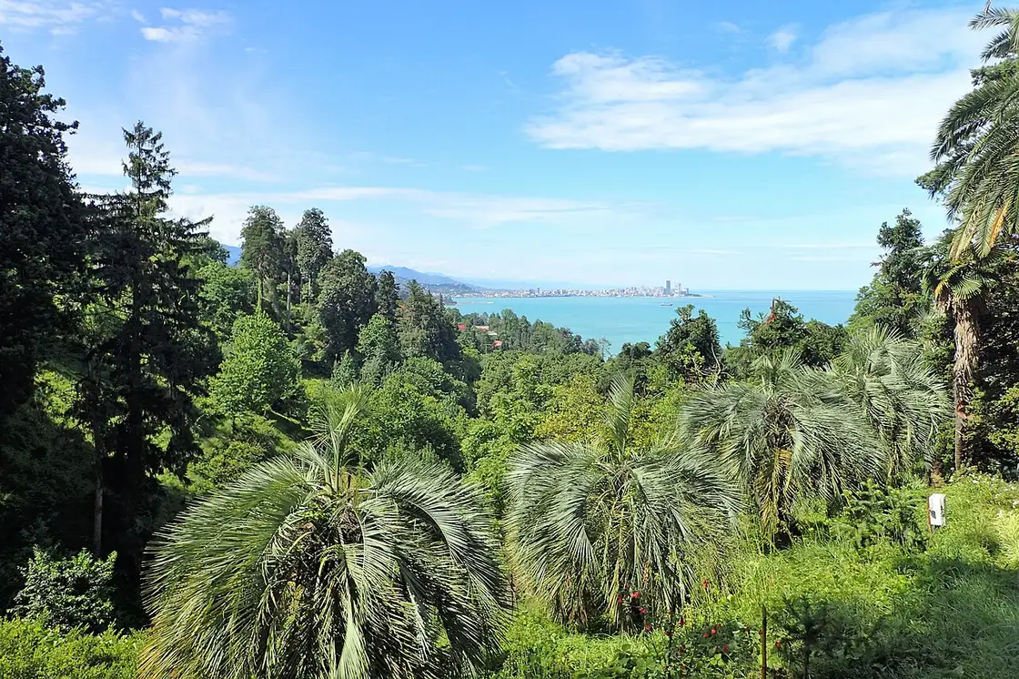 Palms on a green slope of the garden, with Batumi by the sea in the distance