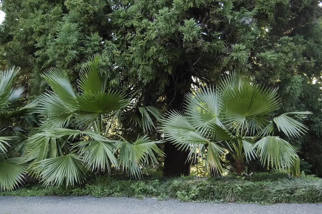 Fan palms along a path in Batumi Botanical Garden
