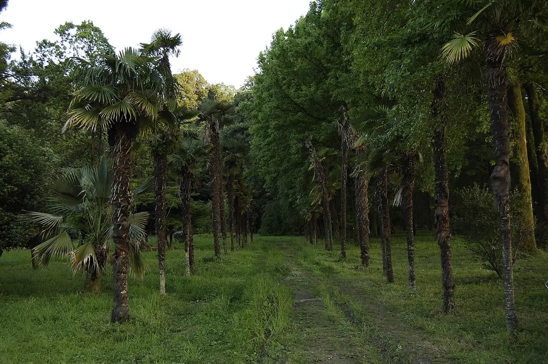 An avenue of palms along a grassy path in the botanical garden