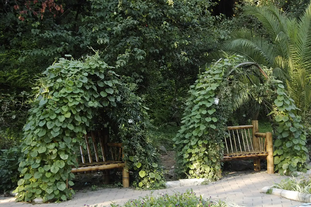 A shady bamboo arch with benches in Batumi Botanical Garden