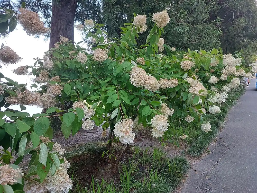Hydrangeas in bloom along a path in the botanical garden