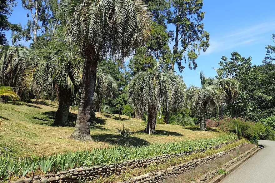 Palm grove and lawns in Batumi Botanical Garden