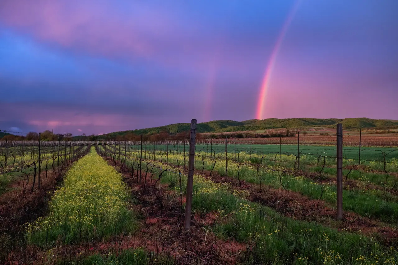 Vineyards in Kakheti under a rainbow at dusk