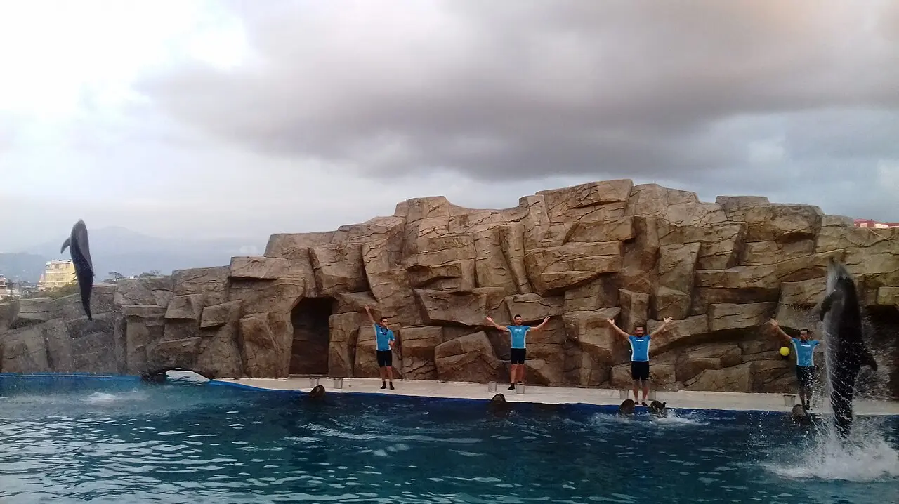 Dolphin show at the Batumi Dolphinarium