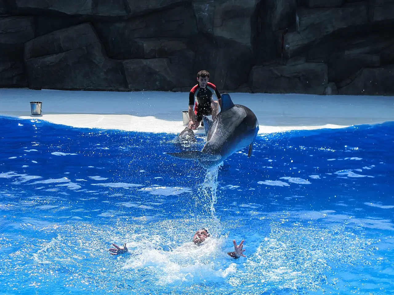 A dolphin and a trainer during a show in Batumi