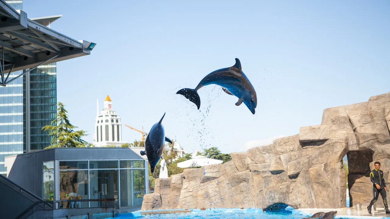 A dolphin show at the Batumi Dolphinarium