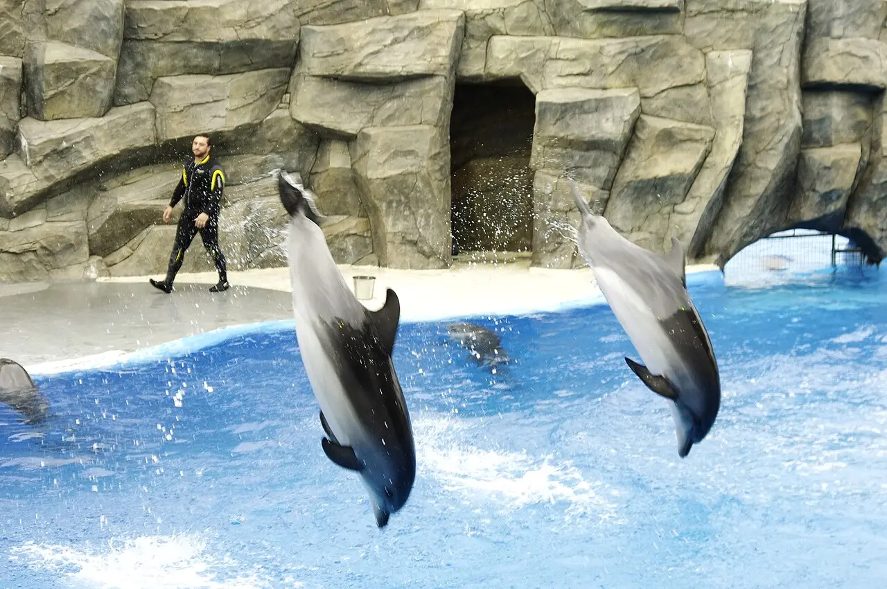 Two dolphins jumping and a trainer during a show in Batumi