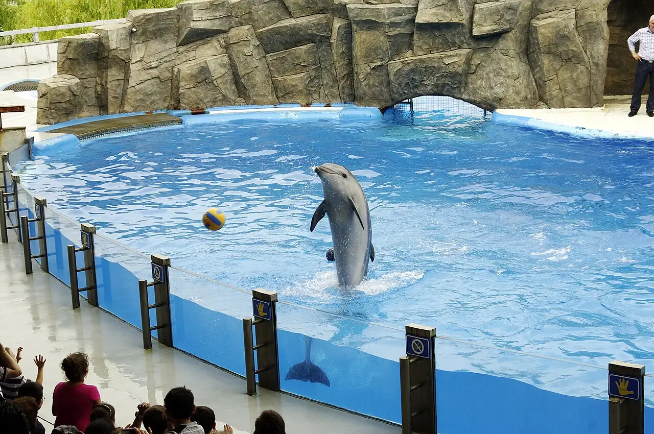 A dolphin performing in front of the stands at the Batumi Dolphinarium