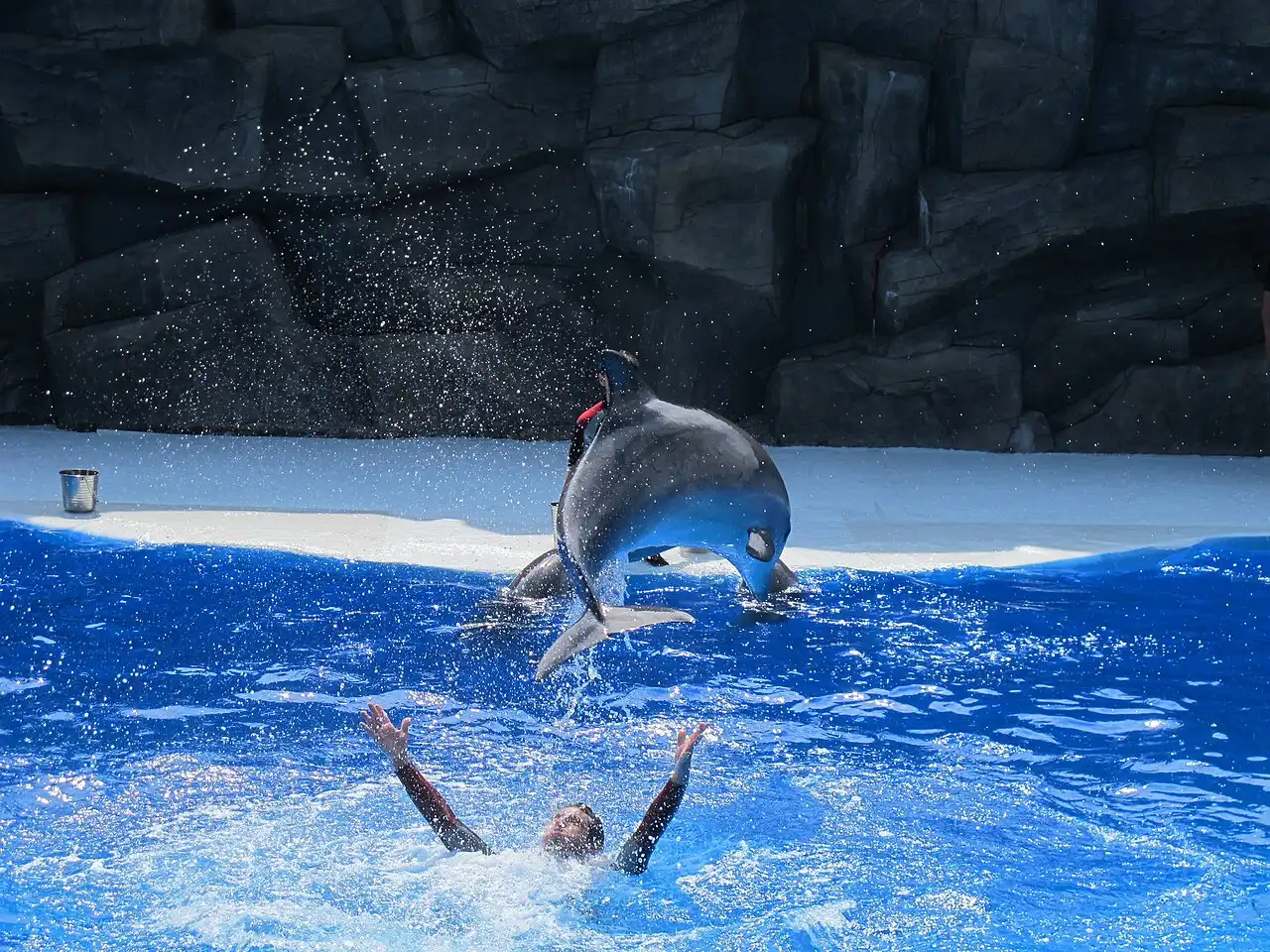 A dolphin performing a trick during a show at the Batumi Dolphinarium