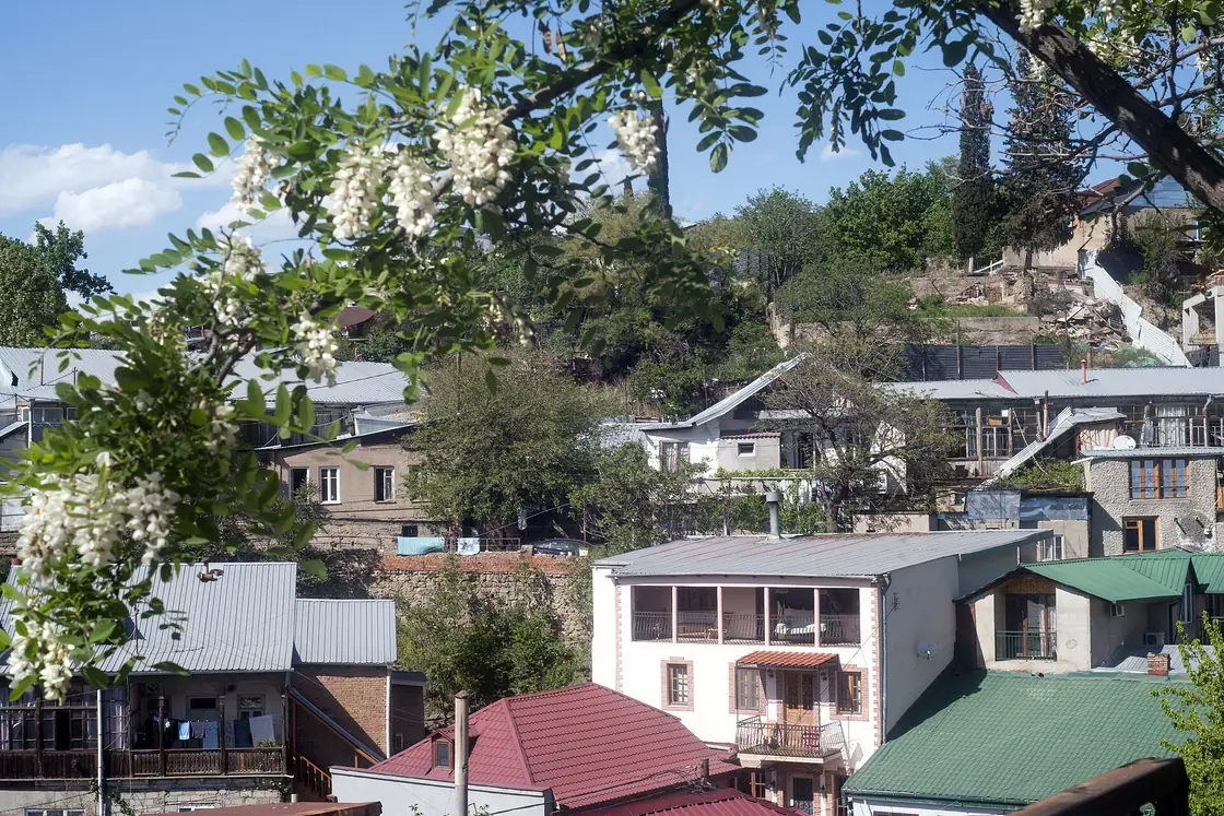 A hillside of low houses with tin roofs in Chugureti, acacia in flower in the foreground