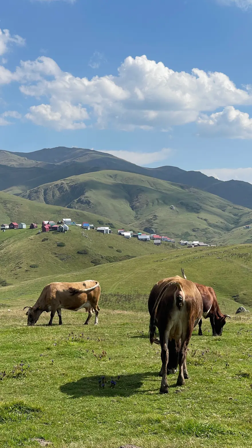Коровы на альпийских лугах Гомис Мты, дачи и горы на фоне