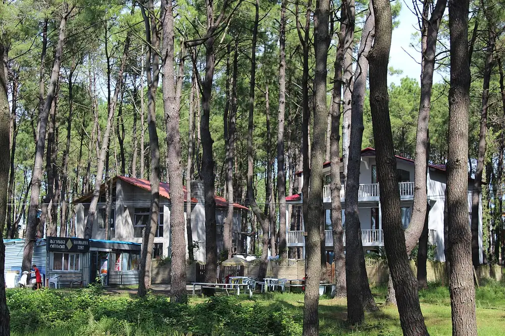 Holiday cottages standing among tall pines by the shore at Shekvetili