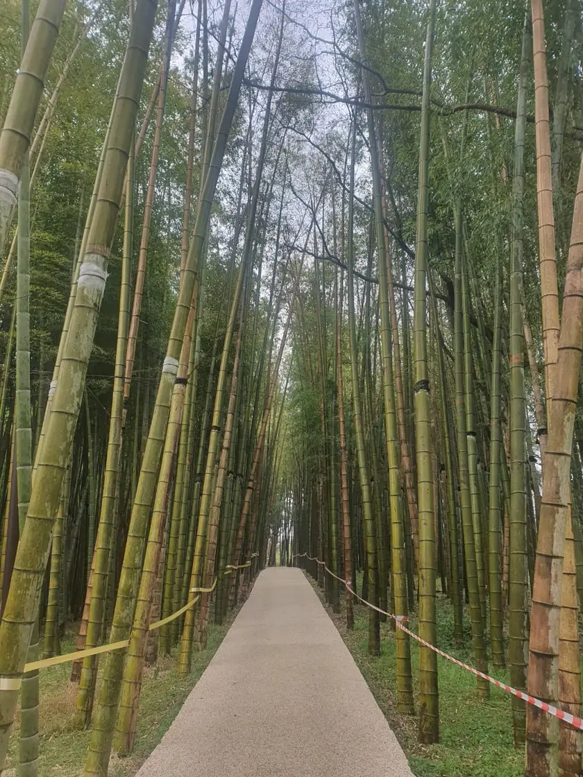 A path through the tall bamboo grove in the Shekvetili dendrological park