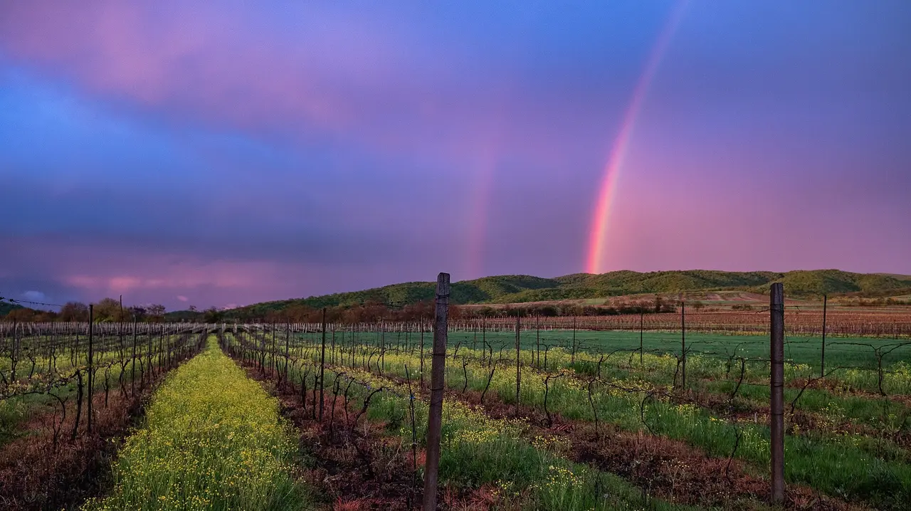 A Kakheti vineyard after rain: vine rows, yellow wildflowers and a rainbow over the hills
