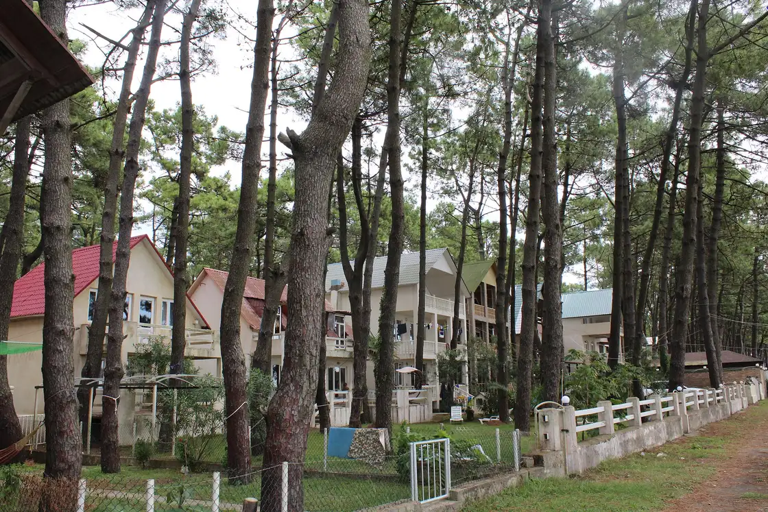 Holiday cottages among the pines at Grigoleti