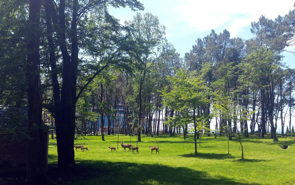 Deer grazing in the arboretum at Shekvetili