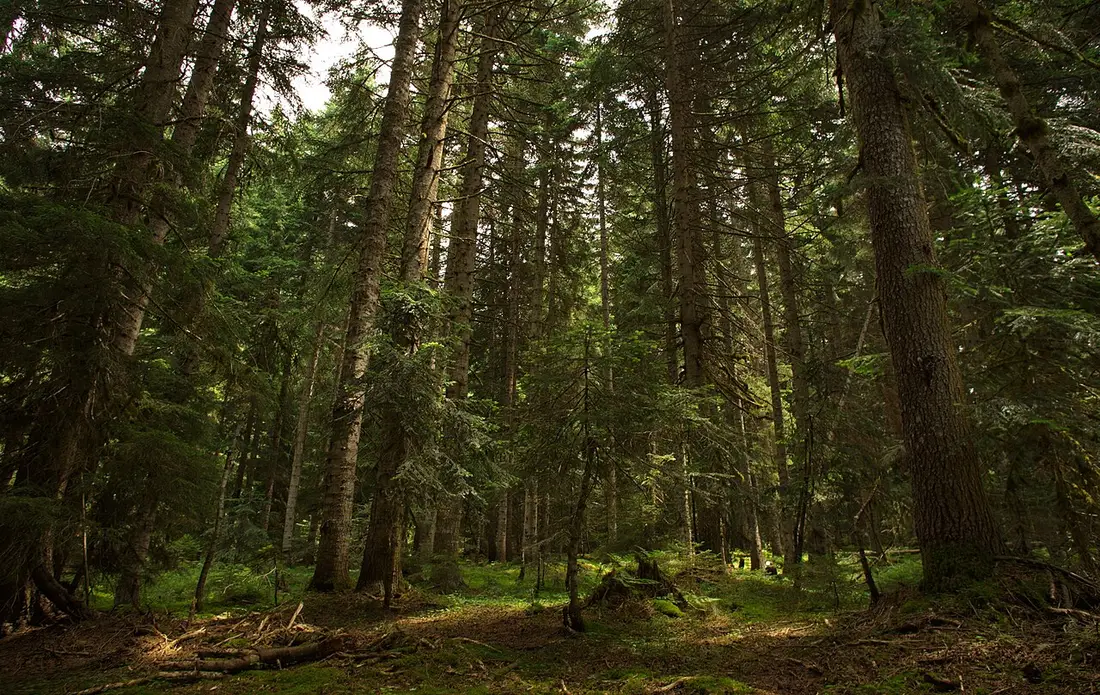 Pine forest in the Shovi valley
