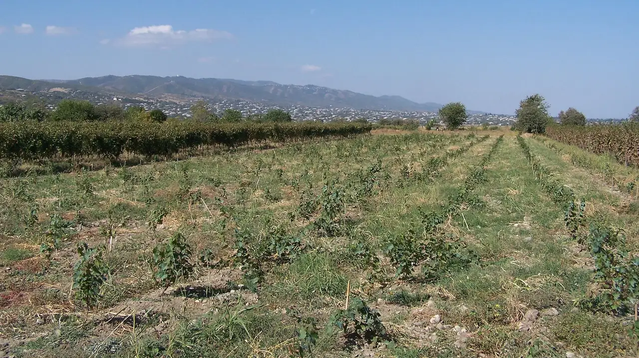 Vineyard rows in Kakheti in early October, the landscape of Georgia’s grape harvest
