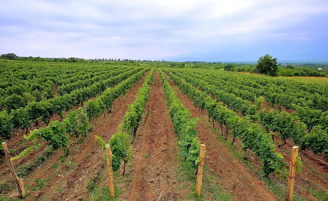 Wide vineyard rows at Chateau Zegaani in Akhasheni, Gurjaani municipality, Kakheti
