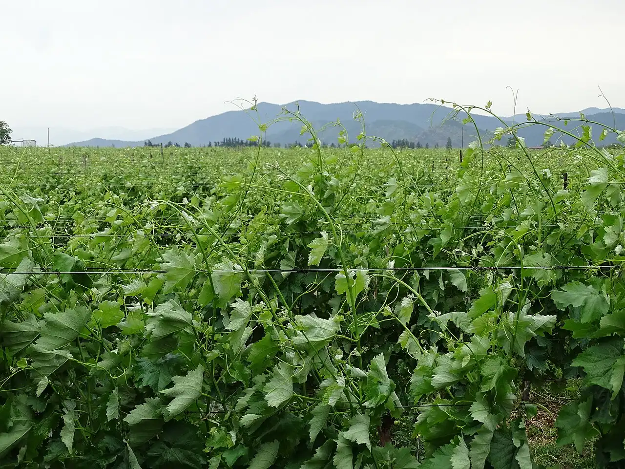 Vineyards of Kakheti on the plain with mountains on the horizon
