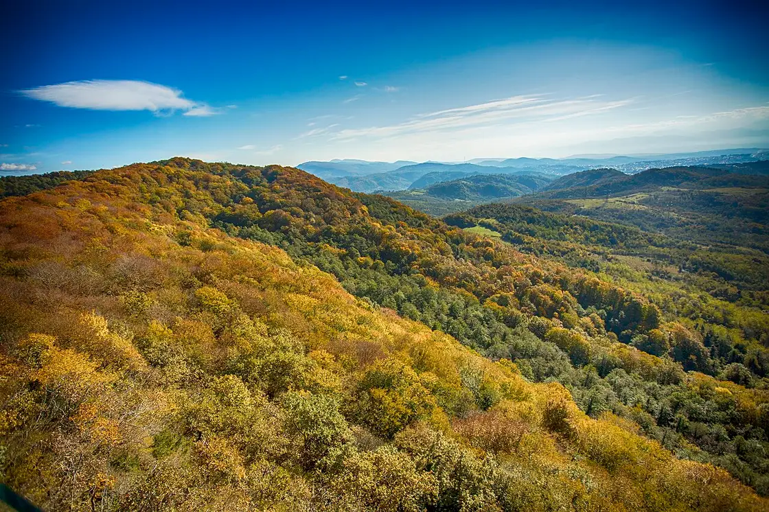 Панорама лесистых холмов Имеретии со смотровой площадки Сатаплиа