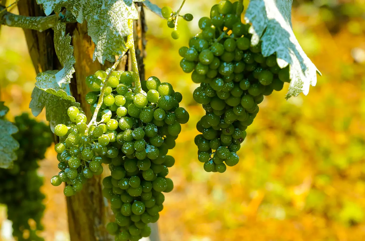 Two bunches of grapes on the vine in close-up against blurred foliage