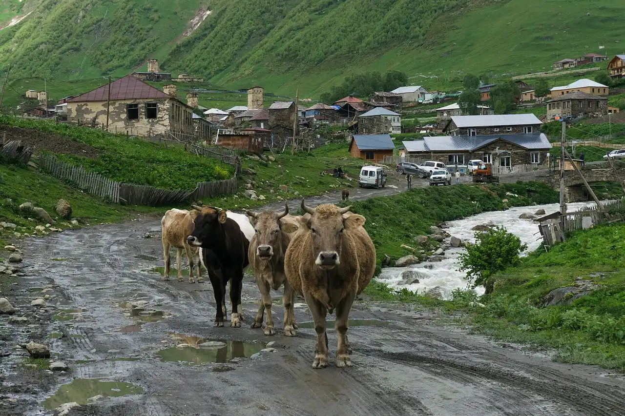 Cows on the road into Ushguli among stone houses and a Svan tower