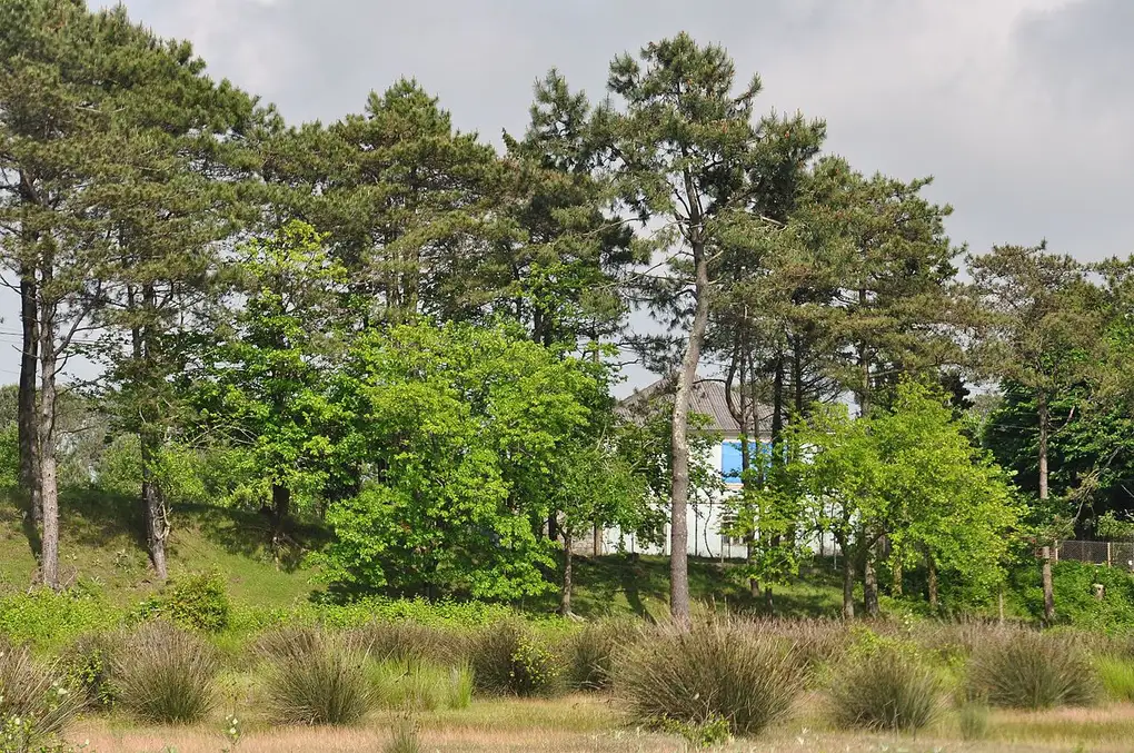 Pine forest by the coast near Ureki