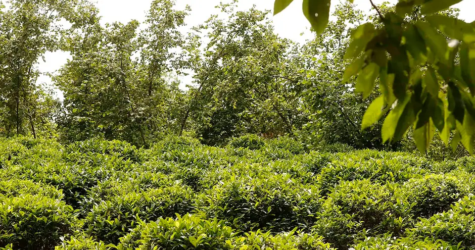 Rows of tea bushes on a plantation in Guria