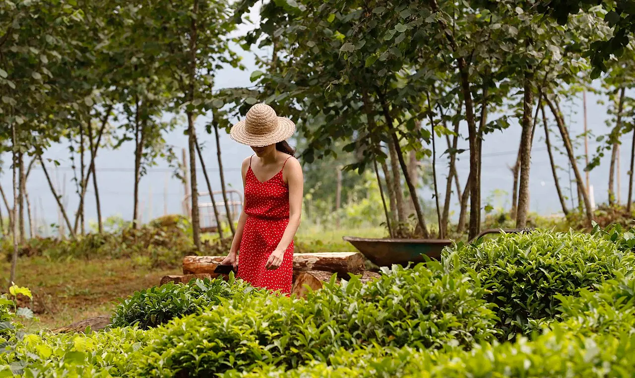 A woman in a red dress and straw hat among tea bushes on a plantation in Guria