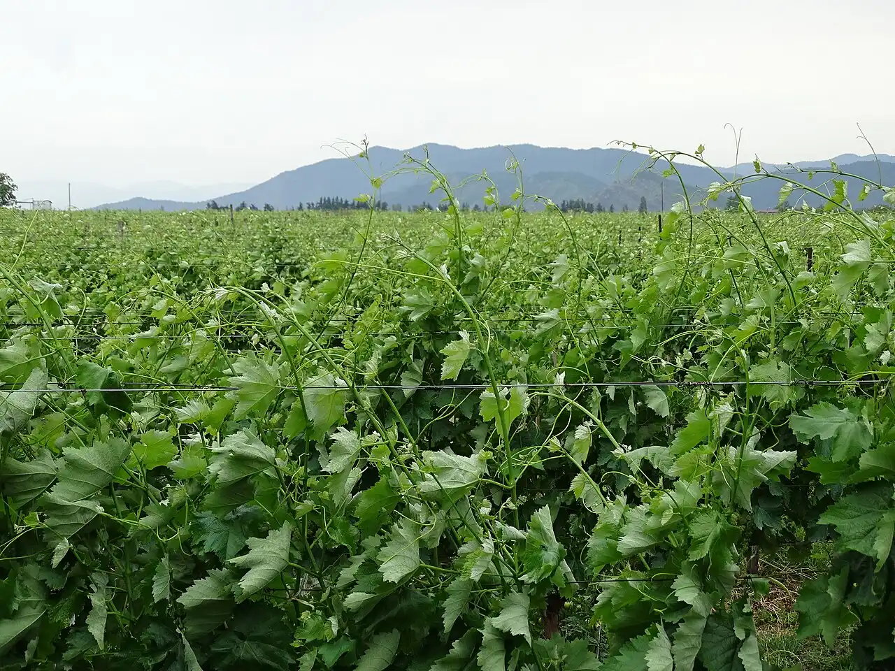 Rows of grapevines in a Kakheti vineyard near Telavi with mountains on the horizon