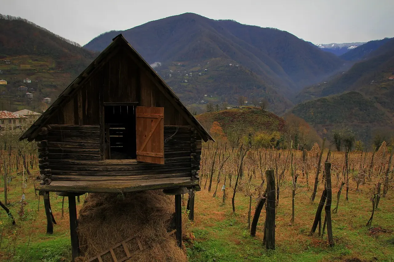 A vineyard in Kakheti against the hills
