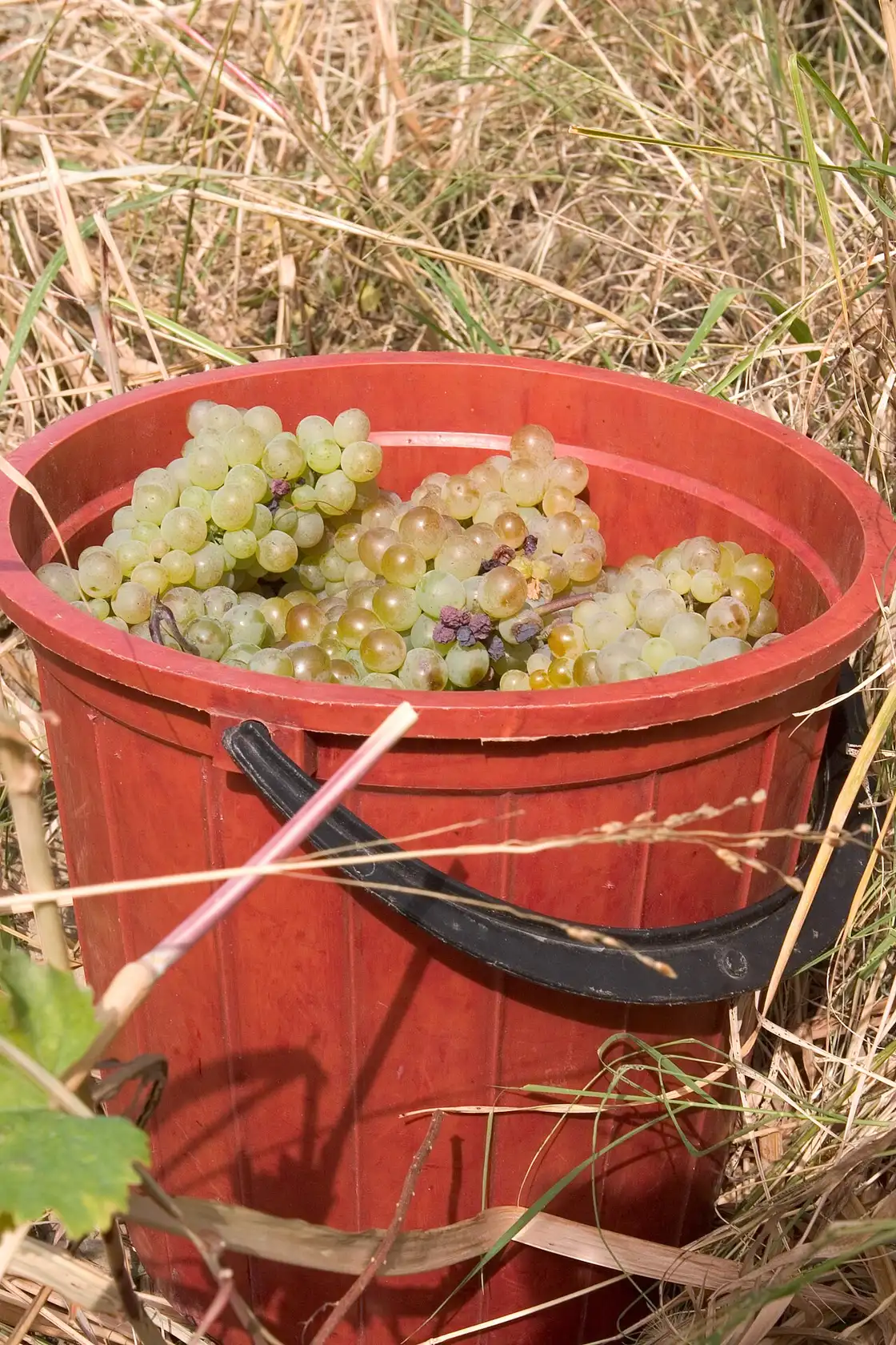 A bunch of grapes on the vine in Kakheti