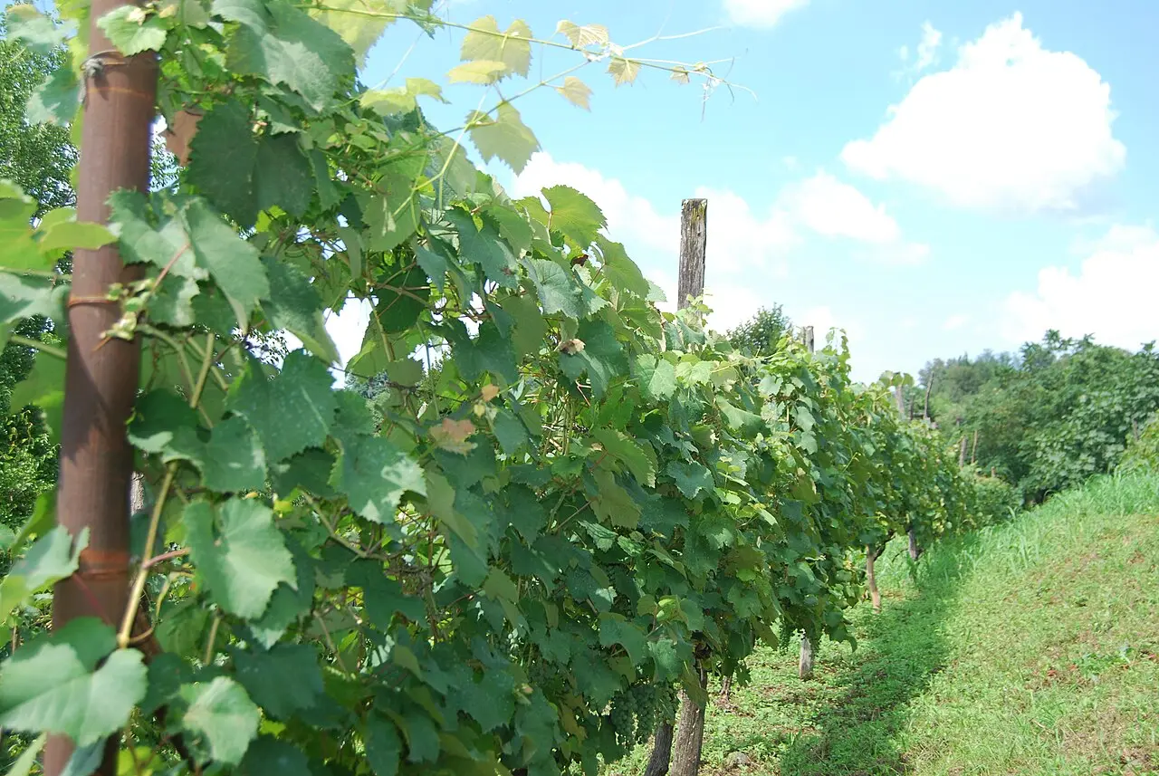 A wine estate with vineyards in Georgia